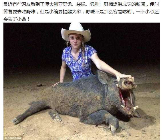 花山vs巨型野猪视频直播，Golang技术如何重塑极限狩猎直播体验